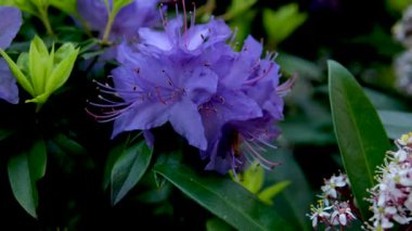 İlkbaharda yağmurda filizlenen rhododendronların güzelliği