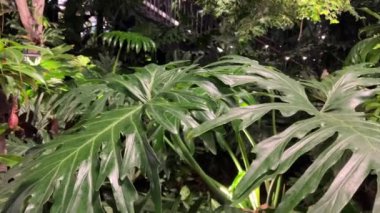 Taze yeşil yapraklar, tropik yağmur ormanlarındaki palmiye dalları ve tropikal ağaçlar. Çizgili, egzotik, sulu yapraklar gölgede. Tropikal yağmur ormanlarında manzara yemyeşil bitki örtüsü.