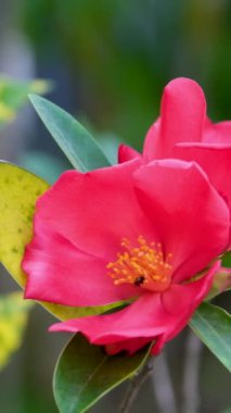 Güneşli Bahar Günü Çiçeklerindeki Güzel Pembe Çiçeklerin Kapanışı