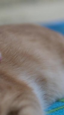 Kedi evde halıya uzanıyor ve dinleniyor. Yakın plan.