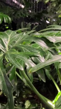 Taze yeşil yapraklar, tropik yağmur ormanlarındaki palmiye dalları ve tropikal ağaçlar. Çizgili, egzotik, sulu yapraklar gölgede. Tropikal yağmur ormanlarında manzara yemyeşil bitki örtüsü.