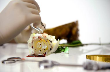 Bilim adamları deri ve parfüm ürünlerinin koku ayrıştırılması için laboratuvarda güllerden elde edilen doğal bitkileri araştırıyorlar. Sağlık için tıbbi bitkiler bilimi kavramları.