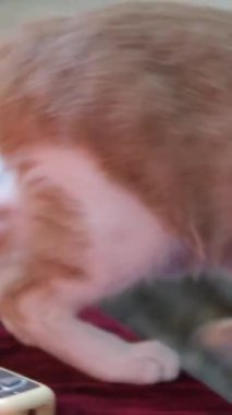 Meraklı, kendine güvenen kedi yavrusunun yavaş çekimde masanın üstünde zıplamasını izliyorum. Evde gezen sevimli evcil hayvan portresi. Kedi masanın üzerinde yürür.