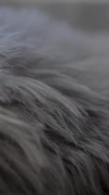 Sahte sentetik kıllı kumaş örneğinde yavaş tava. Sahte kürk fiberi yüzeyi yakın plan. Yüksek kalite 4k görüntü