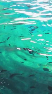 Güneydoğu Asya 'daki Ao Nang Amphoe Mueang Krabi Tayland' daki Koh Phi Leh adasında sualtı balığıyla berrak turkuaz suda yüzüyor. Yüksek kalite 4k görüntü
