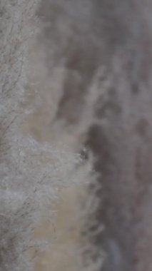 Yumuşak arka planda yumuşak gri ve beyaz tüy dokusu. Yumuşaklık ve güzellik şefkati kavramı. Yüksek kalite 4k görüntü