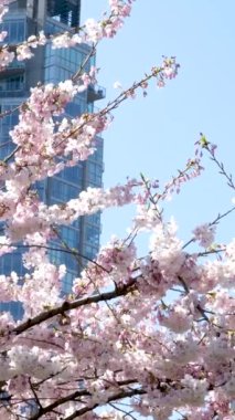 Sakura çiçekleri kiraz çiçekleri. Yayın ve gözlem kulesi, en yüksek bina. Popüler turizm merkezi. 