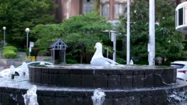 Fountain Video 'daki martı, Vancouver Canada. Yüksek kalite 4k görüntü