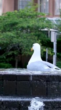 Fountain Video 'daki martı, Vancouver Canada. Yüksek kalite 4k görüntü