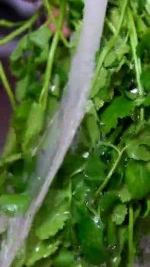 Dökülen suyun altında taze yeşillik yıkayan bir el. Yüksek kalite 4k görüntü