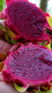 Eller kesilmiş ve içinde ejderha meyvesi var. Yüksek kaliteli FullHD görüntüler