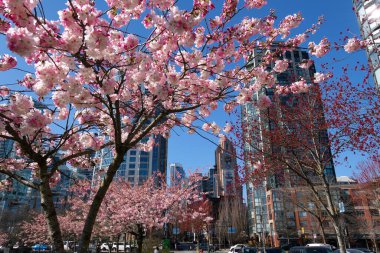 Johannisplatz, Leipzig 'deki GRASSI Müzesi' nin önünde çiçek açan kiraz çiçeklerinin büyüleyici güzelliğini tecrübe edin. - Evet. Yüksek kalite fotoğraf