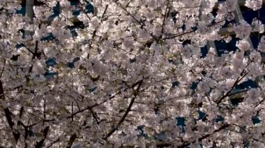 Yumuşak pembe kiraz ağacı yaprakları açık mavi gökyüzüne karşı hafif rüzgarda sallanıyor. Organik meyve çiftliğinde badem ya da şeftali ağacı çiçek açma mevsimi. Japonya 'da Sakura festivali. - Evet. Yüksek kalite 4k görüntü