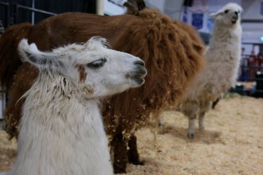 Alpakalar Güney Amerika 'nın küçük bir lamana benzeyen yerli hayvanıdır. Yüksek kalite fotoğraf