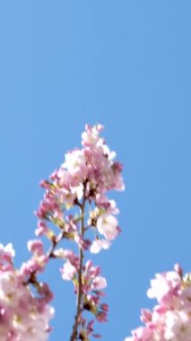 Şehir parkında mavi gökyüzü arka planında pembe çiçekli bir sürü çiçek açan erik ağaçları vardır. Dengeleyiciyle yavaş çekim. Bahar kiraz çiçekleri. Sakura. Yüksek kalite 4k görüntü