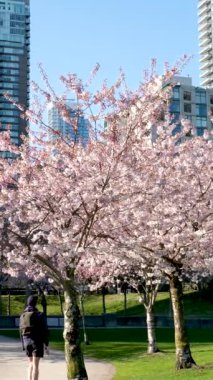 Vilnius şehir merkezinde çiçek açan sakura parkının güzel hava manzarası. Sugihara kiraz ağacı bahçesi güneşli nisan sabahında çiçek açıyor. İlkbahar. Yüksek kalite 4k görüntü