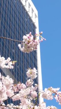 Kawazu 'nun kiraz çiçekleri parka yakın planda çiçek açıyor. Yüksek kalite 4k görüntü