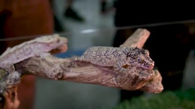 Akdeniz evindeki kertenkele Hemidactylus Turcicus 'un duvardaki yakın çekimi. Yüksek kalite 4k görüntü