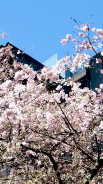 Japon kiraz ağacı çiçekleri altında nefes kesici bir manzara. Yüksek kalite 4k görüntü