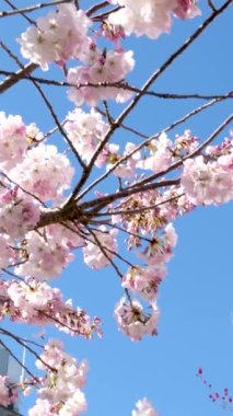 İngiltere 'de güneşli bir günde çiçek açan ağaçtaki güzel pembe çiçekler, yavaş çekim. Yüksek kalite 4K görüntü. Yüksek kalite 4k görüntü