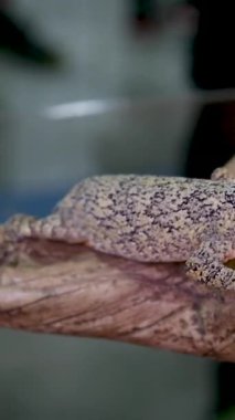 Akdeniz evindeki kertenkele Hemidactylus Turcicus 'un duvardaki yakın çekimi. Yüksek kalite 4k görüntü