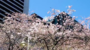 Japon kiraz ağacı çiçekleri altında nefes kesici bir manzara. Yüksek kalite 4k görüntü