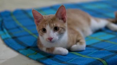 Mavi Tekstil 'de yatan komik gri kedi portresi. Favori evcil hayvanımız. Uzayı kopyala Genç Kedi, Owners Yatağında Battaniyenin Altında Uyuyor. Mutlu Küçük Kedicik Dinleniyor. Hayvanlara Sevgiler. 