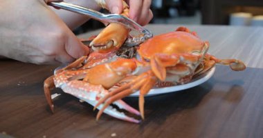 Taze Deniz Ürünleri Yemekleri Hazırlamak için Eller Açık Yengeç Bacağı. Yüksek kaliteli FullHD görüntüler