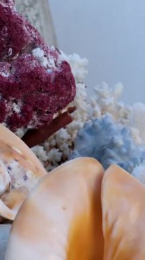 Pek çok farklı deniz kabuğu, mercan ve deniz yıldızı yakınlaşır. Kamera çok sayıda renkli deniz canlısının üzerinde hareket ediyor. Yüksek kalite 4k görüntü