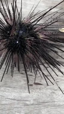 Karadeniz kestanesi kayanın üstünde, arkasında su var. Denizde vahşi yaşam. Yaz günü deniz kestanesini taşlarla kapatın. Renkli sualtı okyanus yaşamı. Denizde hayvanlar var. - Evet. Yüksek kalite 