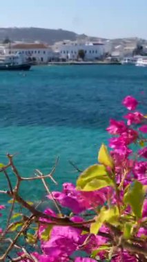 Pembe bougainvillea tarafından çerçevelenmiş ve arka planda yemyeşil tepeler bulunan berrak turkuaz sularda yüzen uzun kuyruklu botlar. Yüksek kalite 4k görüntü
