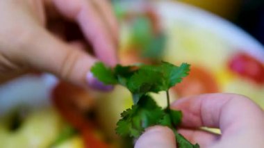 Bayan El Tutuşu Taze Cilantro Serpinti İçin Yapraklar. Yakın çekim, yavaş çekim. Kişniş soslu garnitür salatası