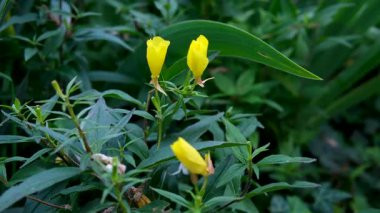 Oenothera biennis yuvasının yamaçlarında çiçek açıyor. Oenothera, ya da akşam çuha çiçeği: gösterişsiz ve uzun süre çiçek açan türler.