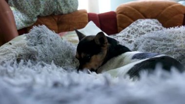 Dili dışarı çıkmış oynak bir köpek, rahat ve hoşnut görünüyor. Jack Russell Terrier yastık yatağında dinleniyor. Neşeli köpek gösterileri neşeli ve canlı doğa, evde huzur içinde dinleniyor.