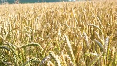 Güneşli yaz gününde kırsal alanda buğday tarlaları. Tarlada rüzgarda sallanan altın buğday kulakları. Altın buğday tarlası ve güneşli bir gün. Parlak olgun mısır gevreği kulakları - Sarı buğday 