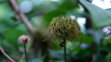 Soylu cins bir çiçek yuvasına benziyor.