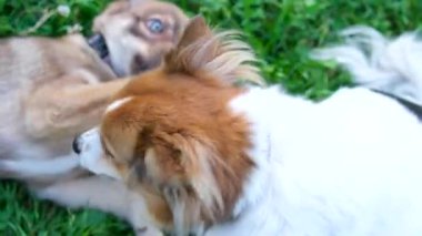 İki köpek çimlerin üzerindeki yeşil parkta kovalamaca oynuyorlar. 4k görüntü