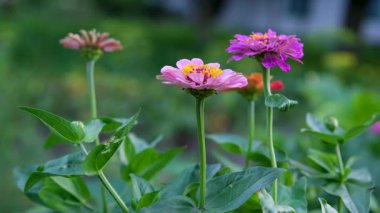 Zinnia elegans Meksika kökenli bir çiçek bitkisidir. Yüksek kalite 4k görüntü