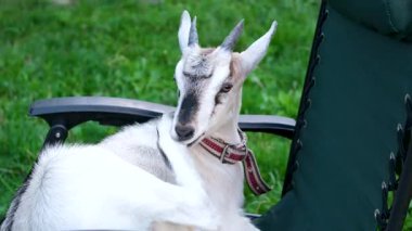 Keçi hasır bir sandalyeyi keşfeder ve onunla etkileşime geçer. Yüksek kalite 4k görüntü