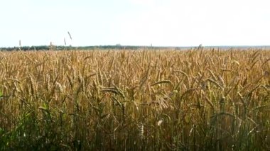 Altın buğday kulakları rüzgarla savruluyor, yaz günü tarla tarlalarına yakından bakıyor, mısır gevreği yetiştiriyor. Yüksek kalite 4k görüntü