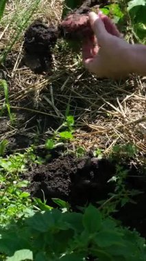 Köylüler patatesleri elleriyle toplayıp sepetlere atıyorlar. Patatesleri çıkarın.