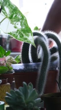 Spring Houseplant Bakım evi, saksı bitkileri. Bahar için Salon Bitkileri Uyanmak. Kadın evdeki yeni çömleğe bitki naklediyor. Bahçıvan nakli. Yüksek kalite 4k görüntü