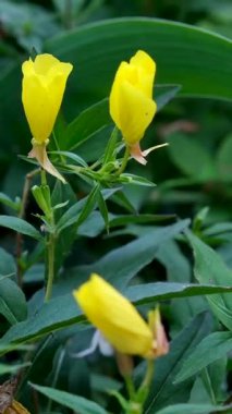 Oenothera biennis yuvasının yamaçlarında çiçek açıyor. Oenothera, ya da akşam çuha çiçeği: gösterişsiz ve uzun süre çiçek açan türler.