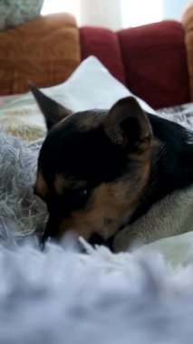Dili dışarı çıkmış oynak bir köpek, rahat ve hoşnut görünüyor. Jack Russell Terrier yastık yatağında dinleniyor. Neşeli köpek gösterileri neşeli ve canlı doğa, evde huzur içinde dinleniyor.