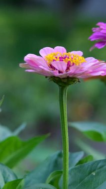 Zinnia elegans Meksika kökenli bir çiçek bitkisidir. Yüksek kalite 4k görüntü