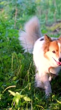 Yürüyen köpek ve kırmızı ingiliz cocker spaniel ile bulanık bir arka plan. Seçici odaklanma. Köpek kameramana doğru koşuyor. Bahçedeki köpek.