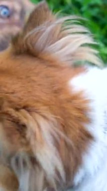 İki köpek çimlerin üzerindeki yeşil parkta kovalamaca oynuyorlar. 4k görüntü