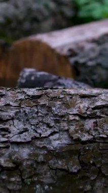 Görsel olarak çarpıcı ve güzel düzenlenmiş ahşap kütükler, çeşitli kırsal dekorasyon fikirleri için idealdir. Yüksek kalite 4k görüntü
