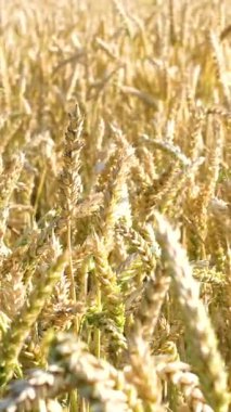 Güneşli yaz gününde kırsal alanda buğday tarlaları. Tarlada rüzgarda sallanan altın buğday kulakları. Altın buğday tarlası ve güneşli bir gün. Parlak olgun mısır gevreği kulakları - Sarı buğday 