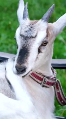 Keçi hasır bir sandalyeyi keşfeder ve onunla etkileşime geçer. Yüksek kalite 4k görüntü